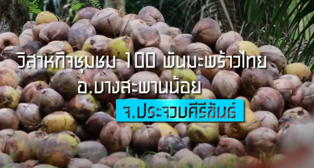 100 พันมะพร้าว